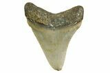 Serrated, Juvenile Megalodon Tooth - North Carolina #361684-1